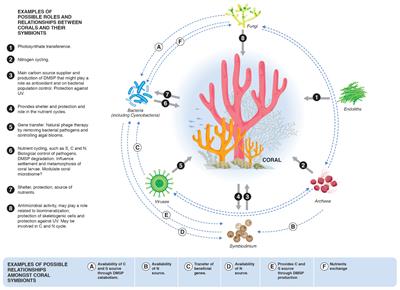 Frontiers | Beneficial Microorganisms for Corals (BMC ... life cycle sponge diagram 